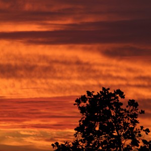 Pôr  do Sol visto de Tracunhaém By @joaonaturezaphoto